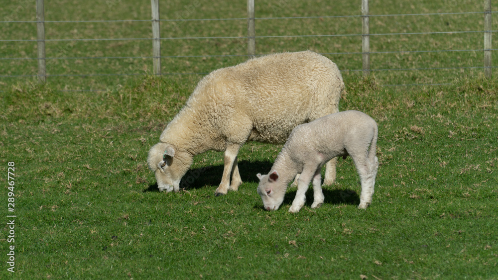 Sheep Sheep