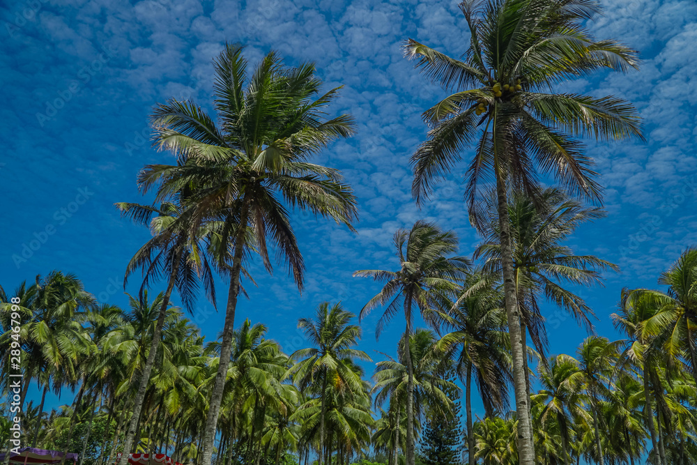 Coconut trees on blue sky and white clouds