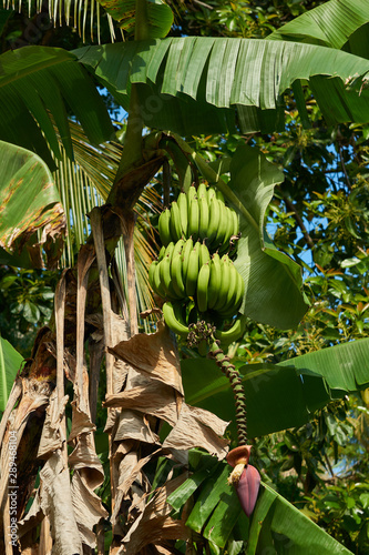 Green Bananas hanging on Banana Tree in the Jamaican Jungle 