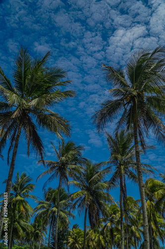 Coconut Palm tree with blue sky beautiful tropical background.