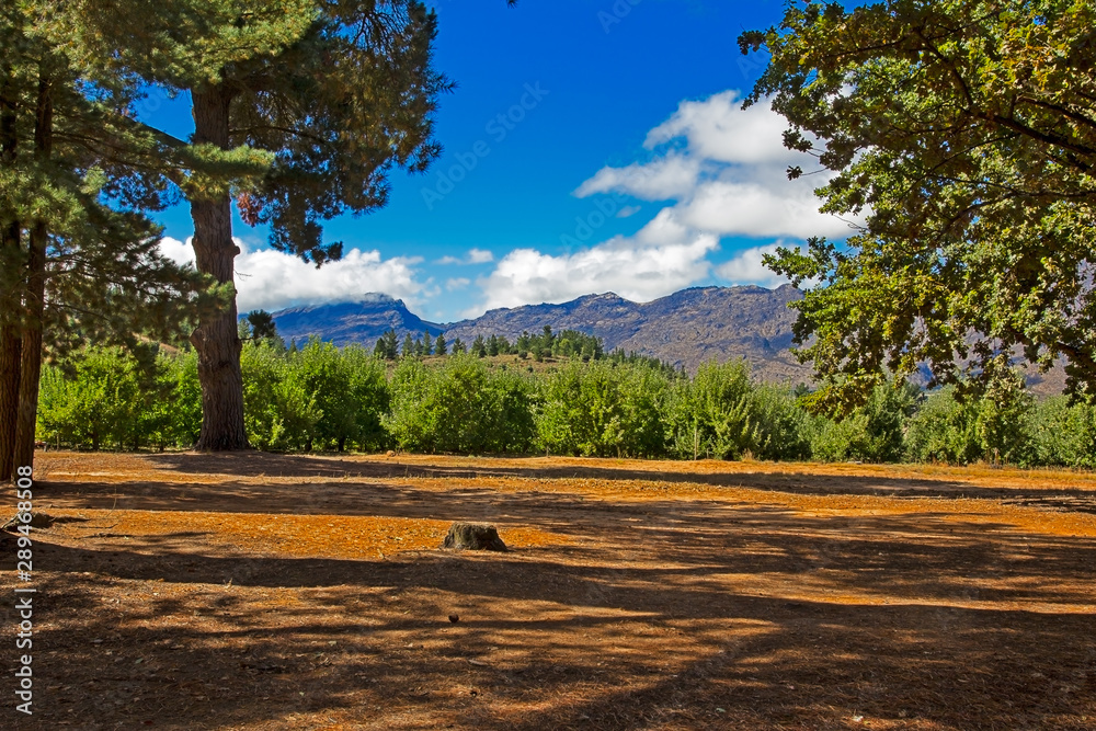 Fototapeta premium Landscape of pine trees and mountains
