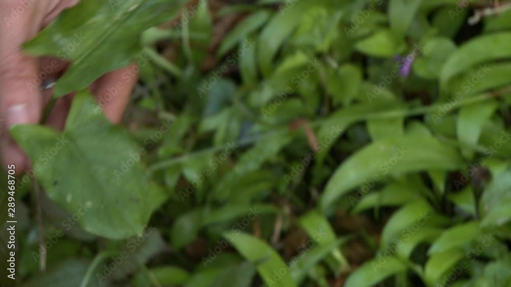 A person holding two leaves outside after having cut them with scissors, and then placing them on the ground A person holding two leaves outside after having cut them with scissors, and then placing them on the ground