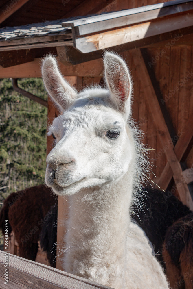 Obraz premium close-up of a white llama