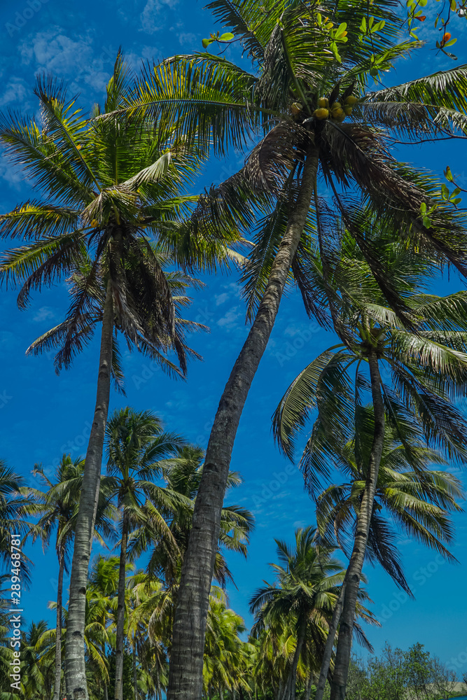 Coconut trees against the blue sky