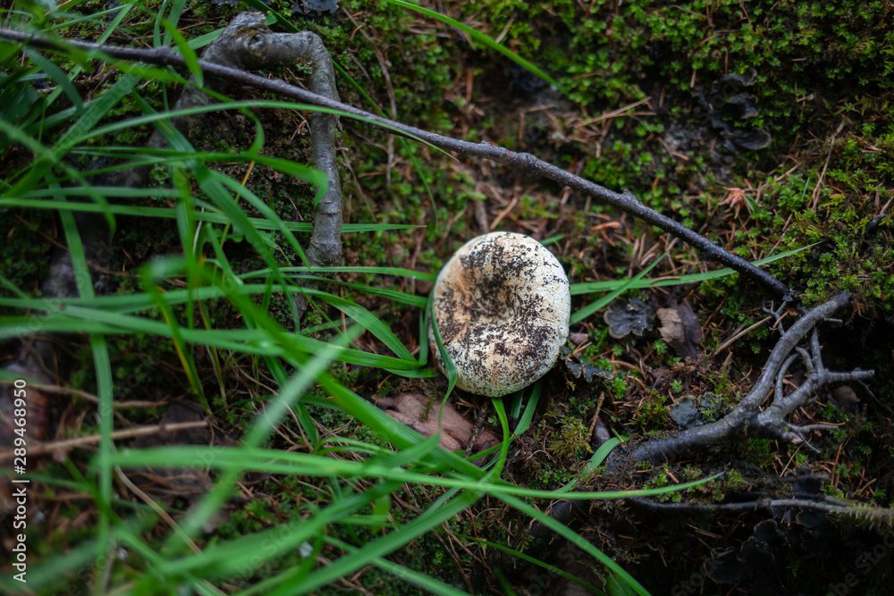 white trash mushroom grows in the grass and moss white trash mushroom grows in the grass and moss