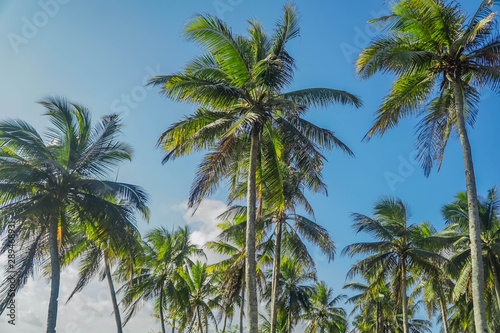 Wallpaper Mural Coconut tree looking up. Top against blue sky and clouds. Torontodigital.ca