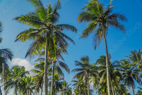 Fototapeta Naklejka Na Ścianę i Meble -  Coconut Trees Looking Up on Sunny Day with Blue Sky