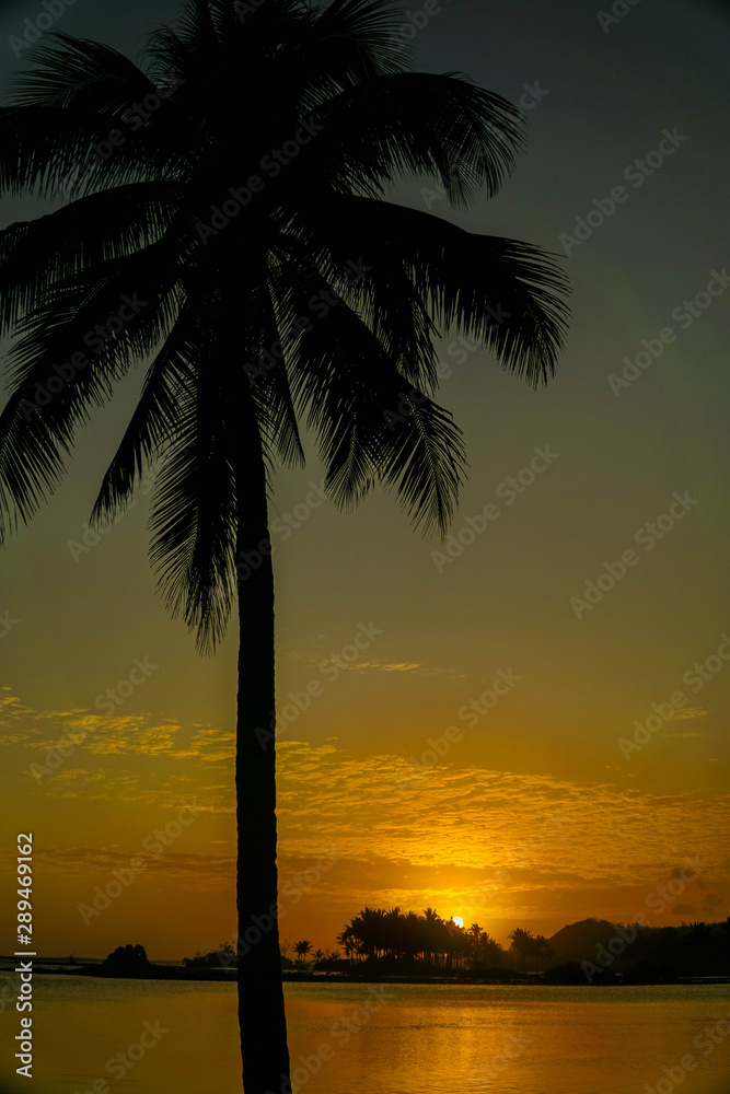 Coconut Trees Silhouette At Sunset