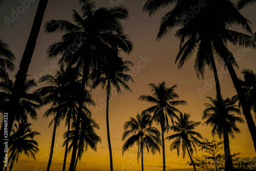 Coconut Trees Silhouette At Sunset