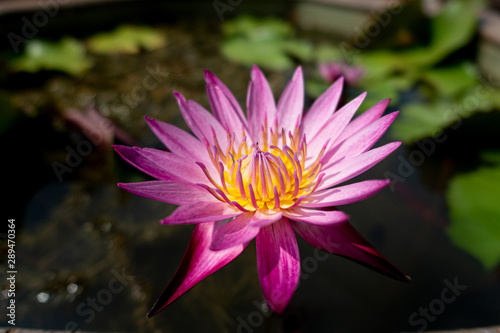 Beautiful lotus flower in pond