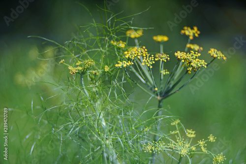 dill plant with yellow blossoms