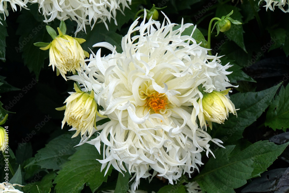 Hybride einer Garten-Dahlie (Dahlia x hortensis) Hybride einer Garten-Dahlie (Dahlia x hortensis)