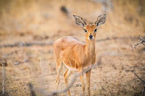 steenbok in south africa photo