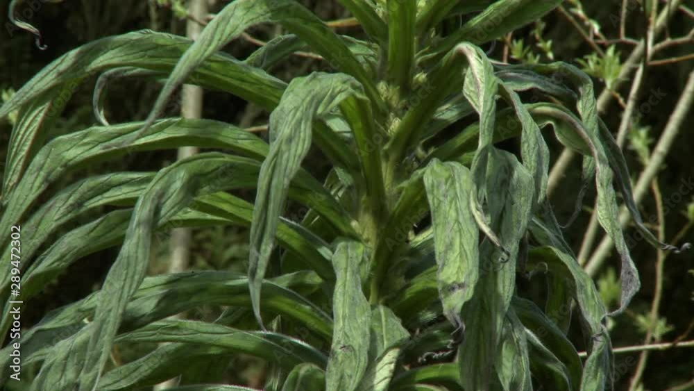 Close up of a dry dracaena plant outside in the sun Close up of a dry dracaena plant outside in the sun