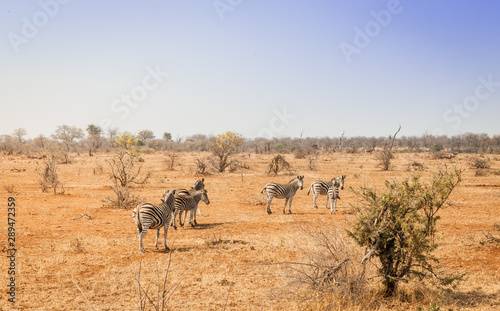 herd of zebra in south african landscape