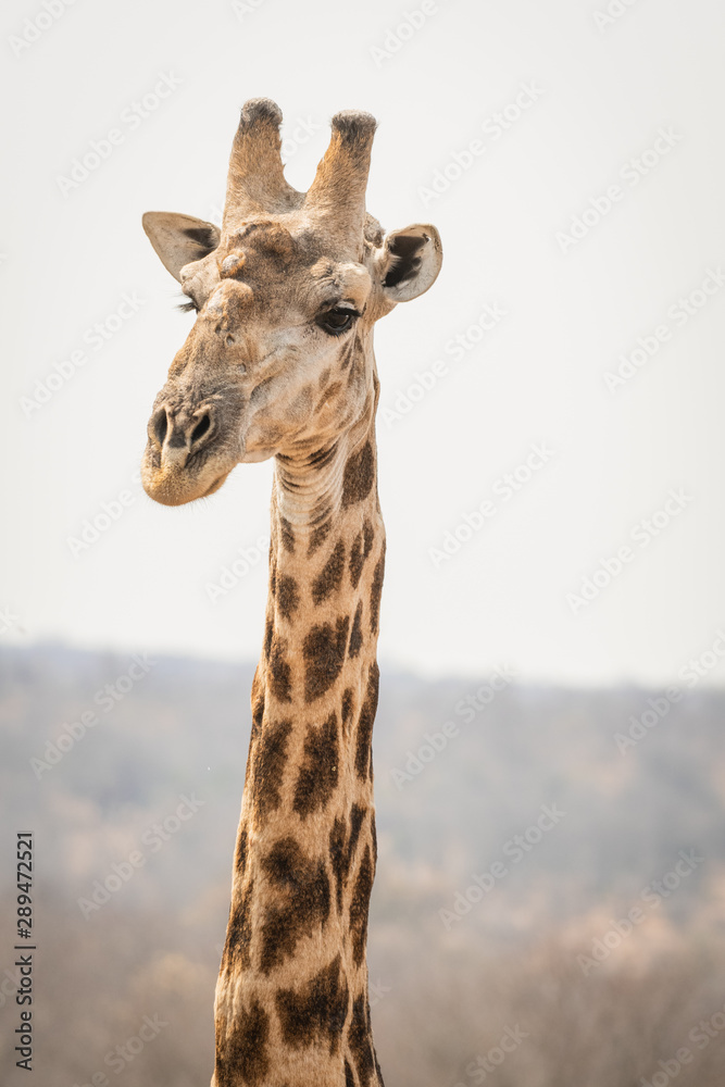 portrait of giraffe in south africa portrait of giraffe in south africa