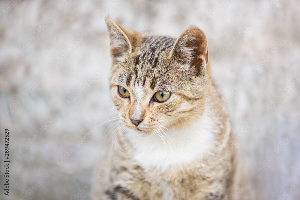 Portrait of a beautiful street striped kitten on a gray background. Portrait of a beautiful street striped kitten on a gray background.