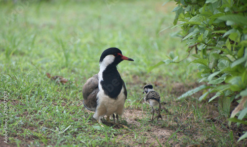 lapwing hatchling and its mother