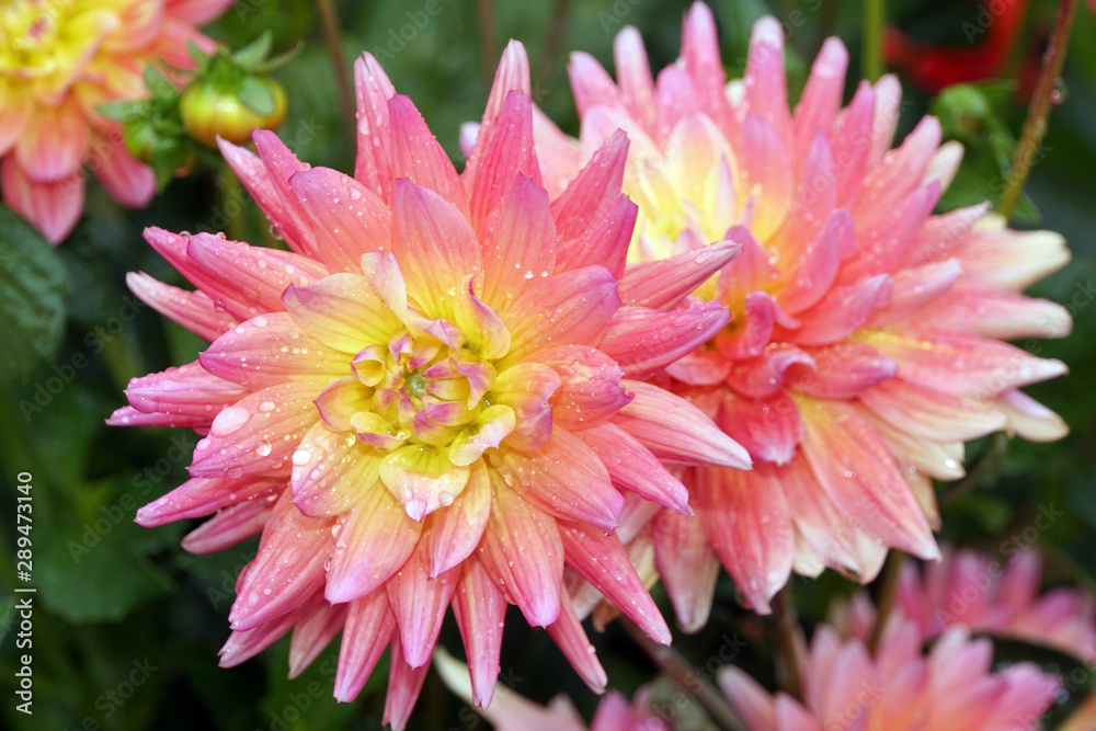 Hybride einer Garten-Dahlie (Dahlia x hortensis) Hybride einer Garten-Dahlie (Dahlia x hortensis)