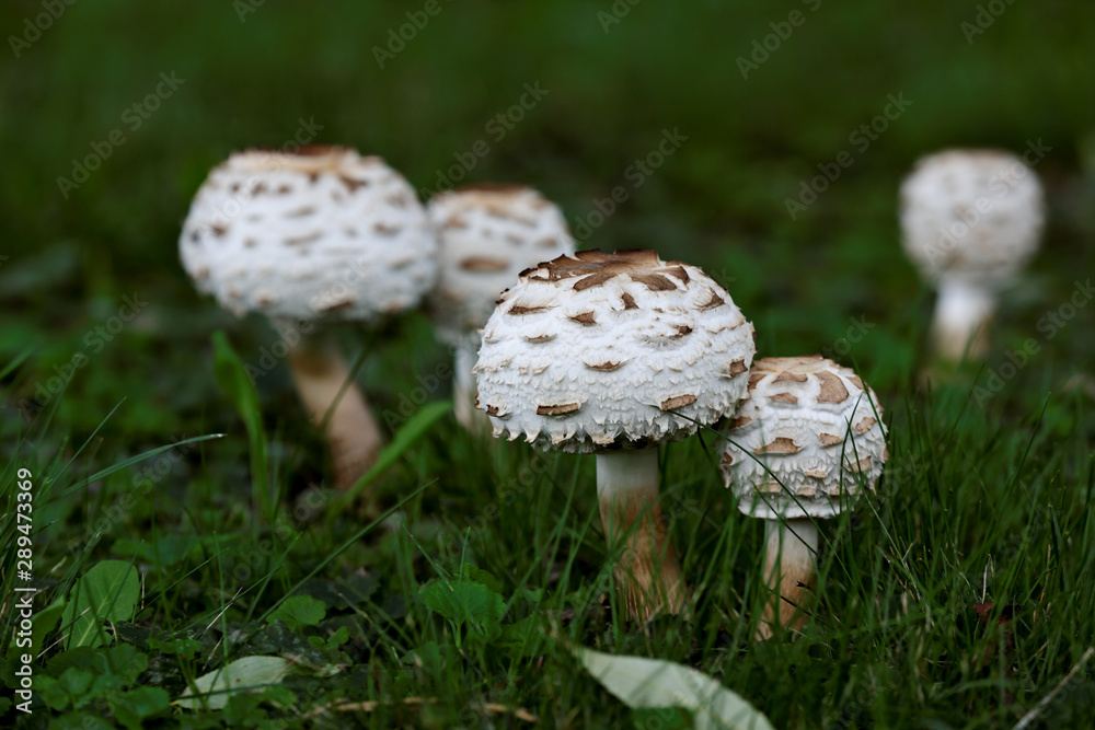 A small group of young and fresh Chlorophyllum rhacodes mushrooms growing in grass A small group of young and fresh Chlorophyllum rhacodes mushrooms growing in grass