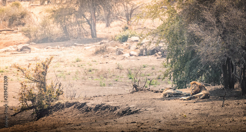 Lions lying in the sun in south africa