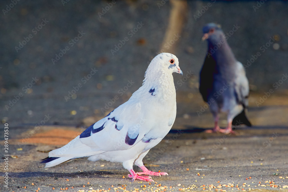 Obraz premium Pigeons close-up on a combined background
