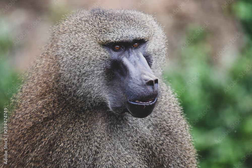 Nice image of guinea baboons. Animal photo