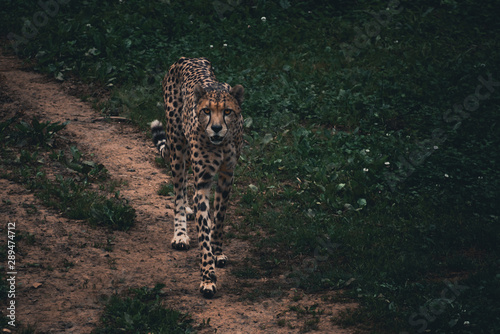 Canvas Print Cheetah walking through his domains