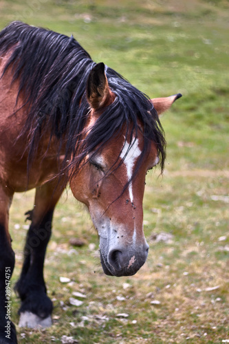 Nice brown horse in the field