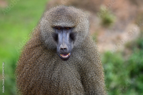 Nice image of guinea baboons. Animal photo