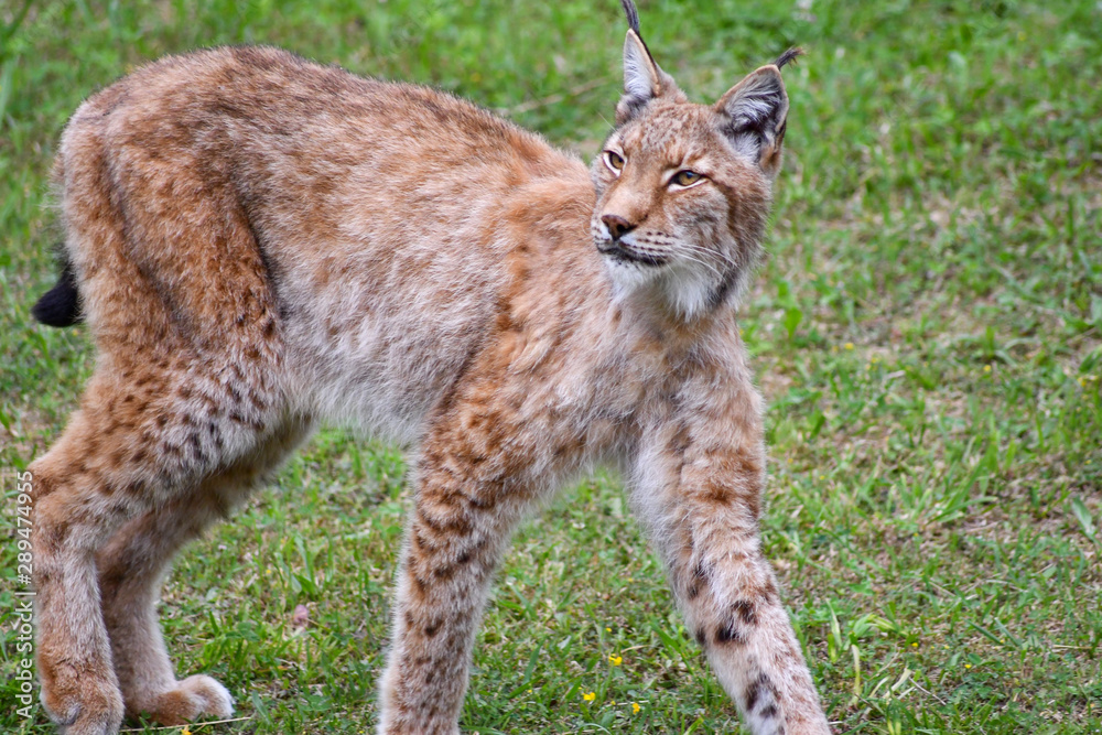 nice photo of the boreal lynx. Animal nice photo of the boreal lynx. Animal