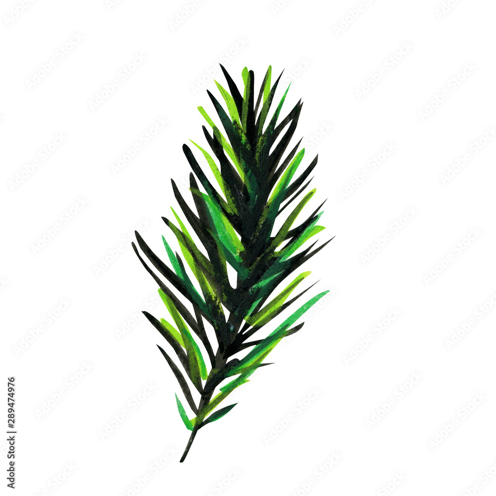Fluffy green branch of pine or spruce. Fluffy green branch of pine or spruce.