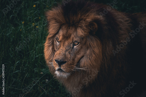Spectacular portrait of a lion. Animal photo