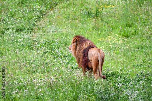 Spectacular portrait of a lion. Animal photo