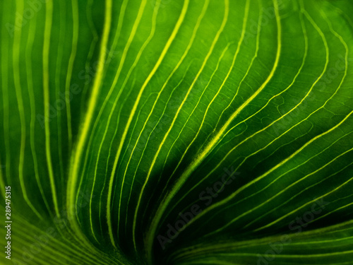 Green leaf texture detail
