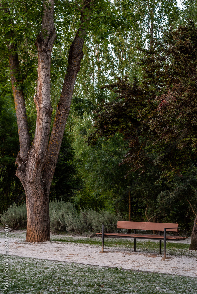 view of a wood bench in a public park with trees in background