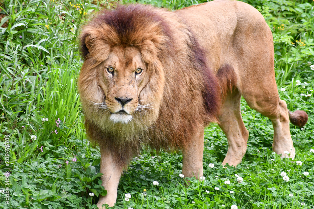 Naklejka premium Spectacular portrait of a lion. Animal photo