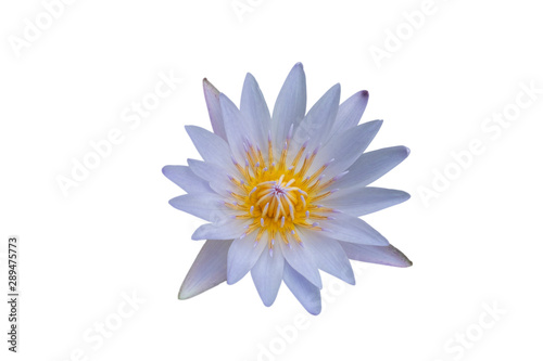 Beautiful lotus flower on white background