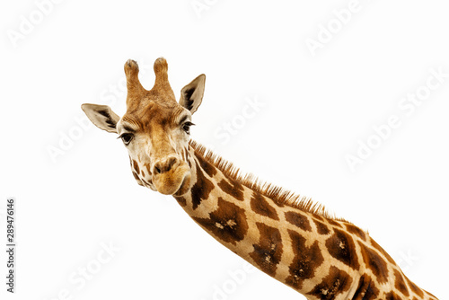 Close up shot of giraffe head isolate on white photo