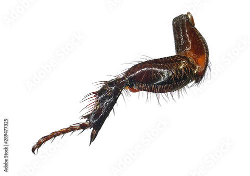 Scarab beetle leg (femur, tibia, tarsus, claws) isolated on a white background