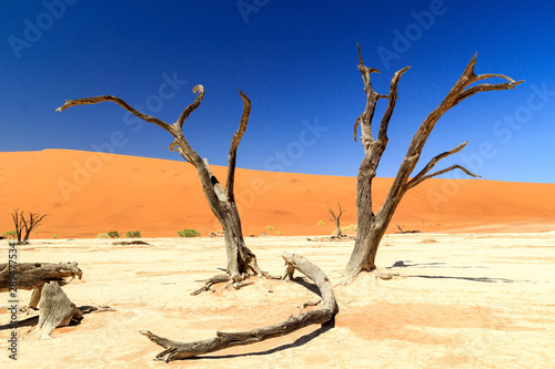 Salt pan of Deadvlei with very old and dead camel thorn trees  Namib Naukluft Park  Namibia