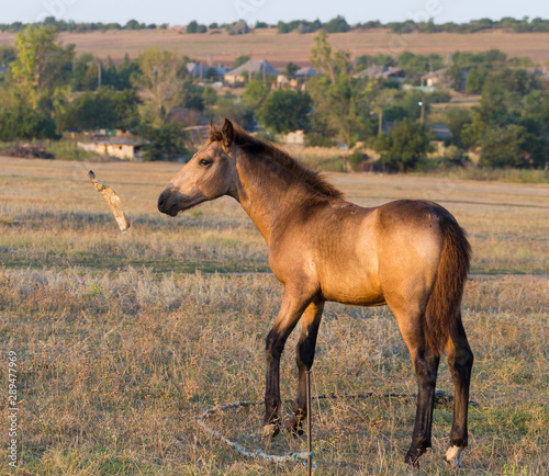 A foal is playing with a plastic bottle. Horse in the pasture. Environmental issue and animals.