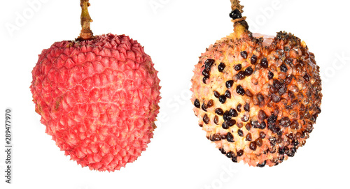 Ripe fresh lychee fruit and damaged by Scale insect, hemispherical scale, helmet scale or coffee brown scale, Saissetia coffeae (Hemiptera: Coccidae). Isolated on a white background photo