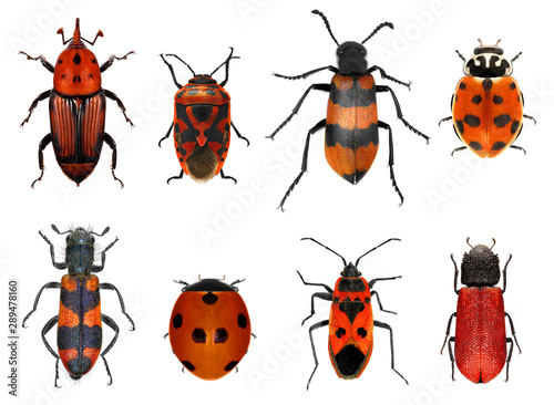 Insects red collection. Isolated on a white background. Macro