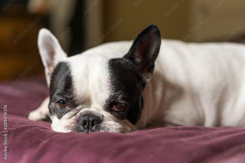 Chien bouledogue français assoupi Chien bouledogue français assoupi