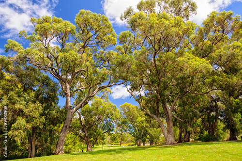 Kings Park and Botanic Garden is a beautiful mixture of grassed parkland, botanical gardens and natural bushland on Mount Eliza - Perth, WA, Australia