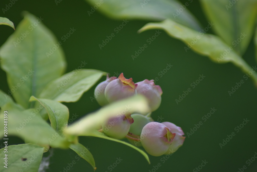 Unreife Heidelbeeren (Vaccinium myrtillus) Unreife Heidelbeeren (Vaccinium myrtillus)