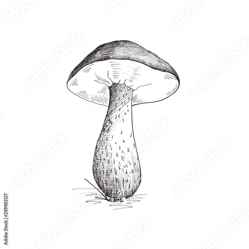 Mushroom sketch. Hand drawn sketch of a brown cap boletus mushroom. Black and white painting, single, isolated on a white background