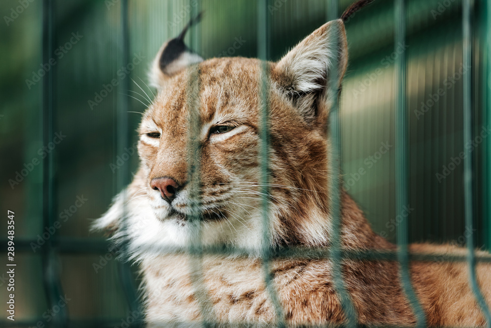 Fototapeta premium Lynx cat in the zoo behind the cage bars.