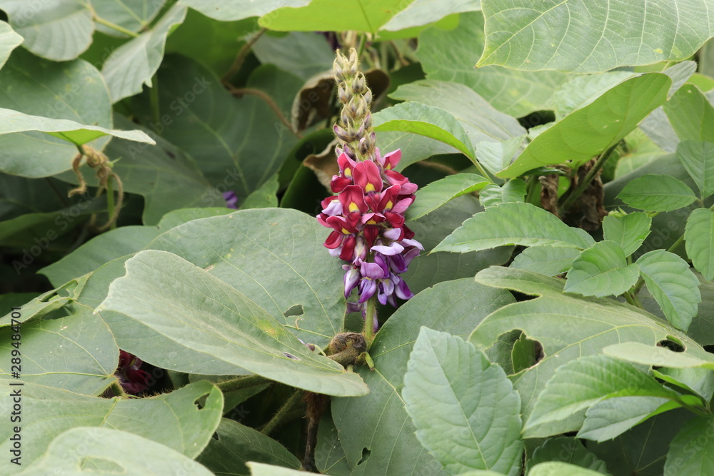 Obraz premium 9月の葛の花と葛の種